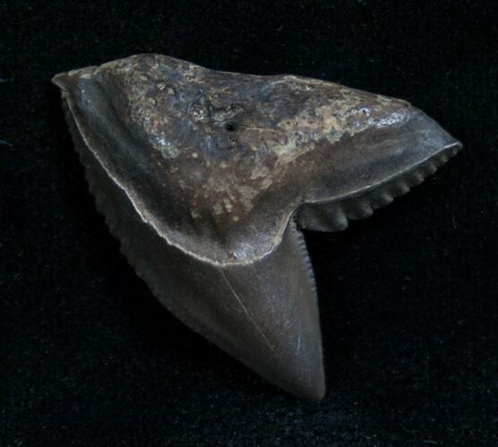Fossil Tiger Shark Tooth From Georgia - #7649